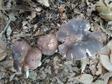 Russula grisea image