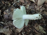 Russula grisea image