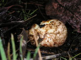 Rhizopogon ochraceorubens image