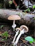 Psathyrella longistriata image