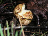 Rhizopogon ochraceorubens image