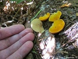 Crepidotus crocophyllus image