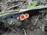Microstoma floccosum image
