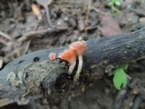 Microstoma floccosum image