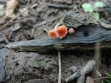 Microstoma floccosum image