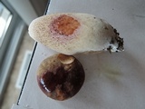 Boletus variipes image