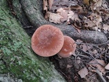 Tylopilus badiceps image