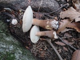 Tylopilus badiceps image