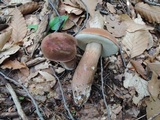 Tylopilus badiceps image