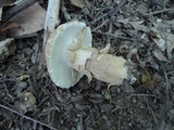 Boletus variipes image