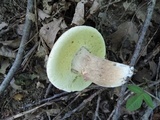 Boletus atkinsonii image