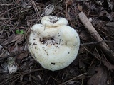 Lactarius zonarius var. riparius image