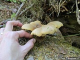 Tapinella atrotomentosa image