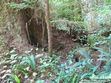 Tapinella atrotomentosa image