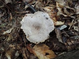 Lactarius pyrogalus image