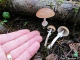 Psathyrella longistriata image