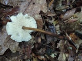 Crinipellis zonata image