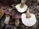 Tylopilus rubrobrunneus image