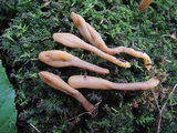 Microglossum olivaceum image