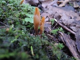 Microglossum olivaceum image