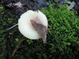 Russula alnetorum image