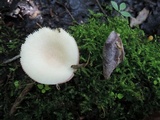 Russula alnetorum image