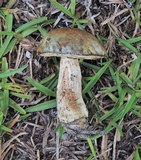 Leccinum chalybaeum image