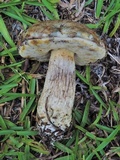 Leccinum chalybaeum image