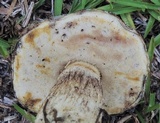 Leccinum chalybaeum image