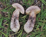 Leccinum chalybaeum image