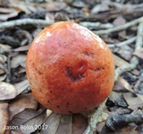 Butyriboletus floridanus image