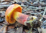 Butyriboletus floridanus image