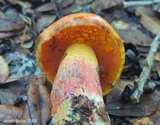 Butyriboletus floridanus image