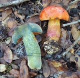 Butyriboletus floridanus image