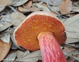 Butyriboletus floridanus image