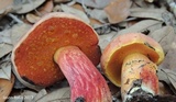 Butyriboletus floridanus image
