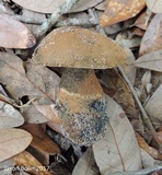 Gyroporus cyanescens image