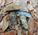Gyroporus cyanescens var. cyanescens image