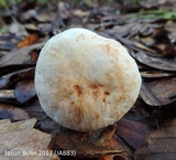 Gyroporus subalbellus image