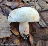 Gyroporus subalbellus image