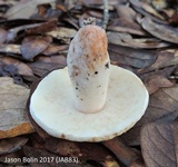 Gyroporus subalbellus image