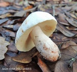 Gyroporus subalbellus image