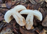 Gyroporus subalbellus image
