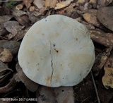Gyroporus subalbellus image