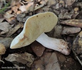 Gyroporus subalbellus image