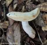 Gyroporus subalbellus image