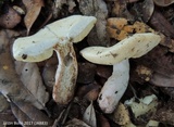 Gyroporus subalbellus image