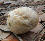 Leccinum chalybaeum image