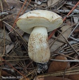 Leccinum chalybaeum image
