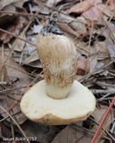 Leccinum chalybaeum image